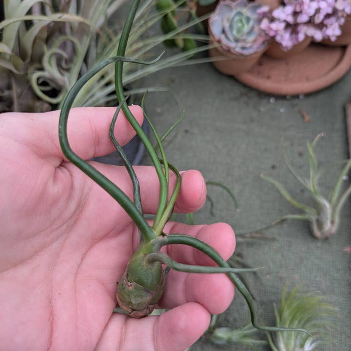 The Succulent Shed Co - Wholesale Live Plant - Live Air Plants