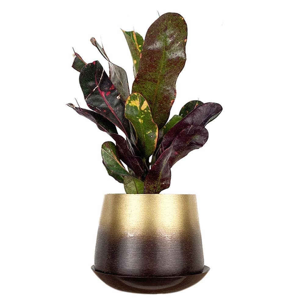 Chive - Wholesale Plant Pot - Joe Metal Flower Pots And Planters With Drainage Hole Saucer10