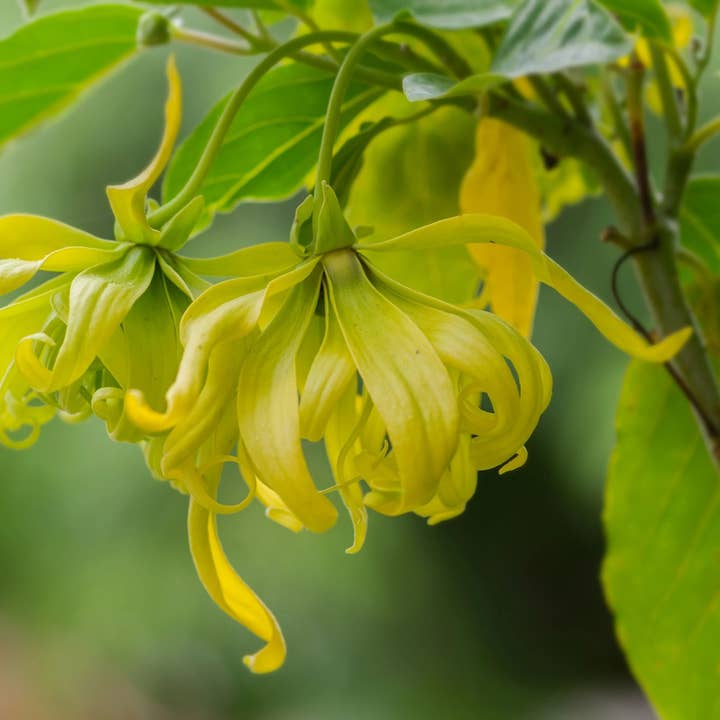 Amber Ylang Ylang Phantasy Incense Sticks for wholesale by Beaches of Tunisia, LLC