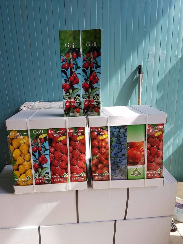 Fruit Shrubs for wholesale by Sementi & Barbatelle