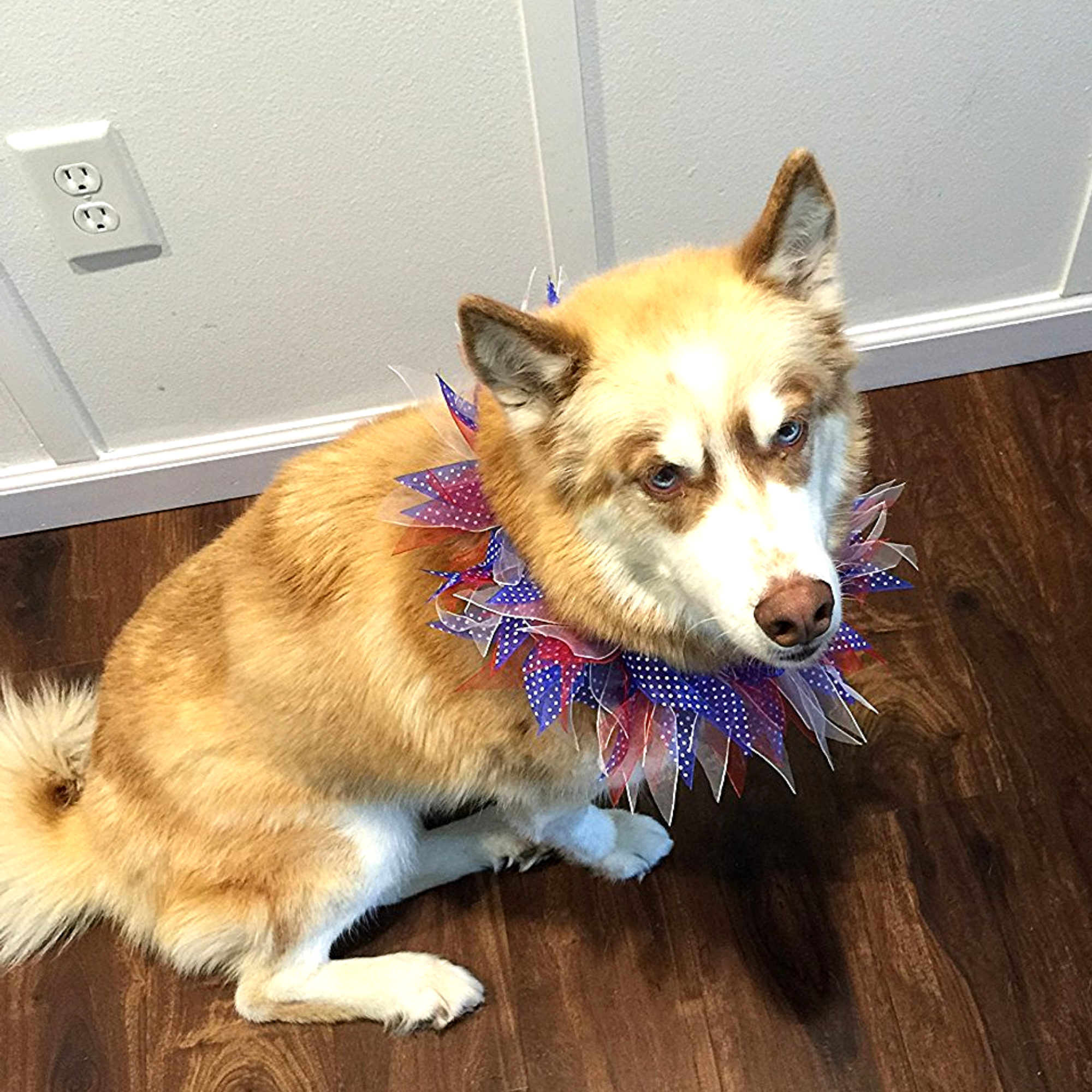 Midlee Designs - Wholesale Pet Collar - Dog - Midlee Patriotic Dots 4th of July Decorative Dog Collar4