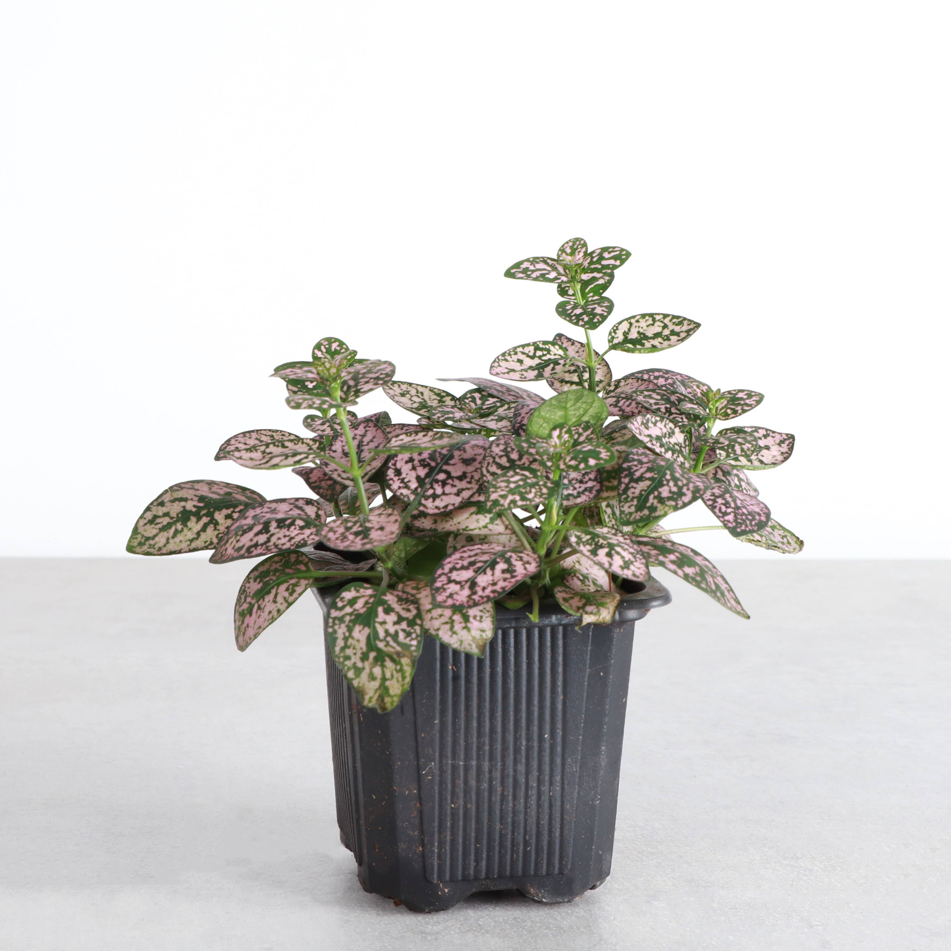 Thorsen's Greenhouse - Wholesale Live Plant - Pink Splash Plant - Live Plant1