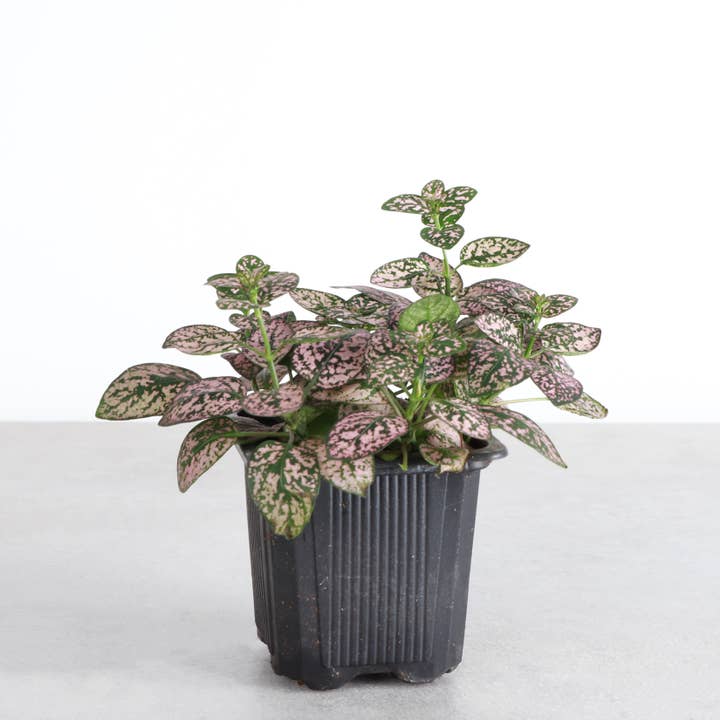 Thorsen's Greenhouse - Wholesale Live Plant - Pink Splash Plant - Live Plant1