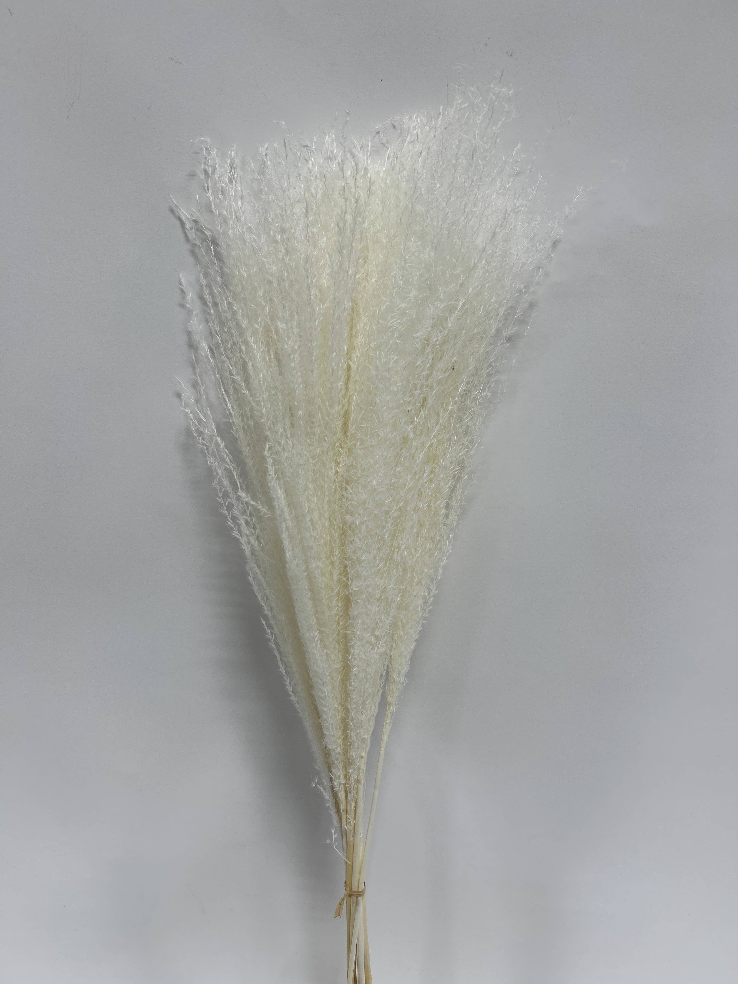 GS Foliage - Wholesale Dried/Pressed Flowers - Whisk Flower – Dried Decorative Stems - 10pc Bunch2