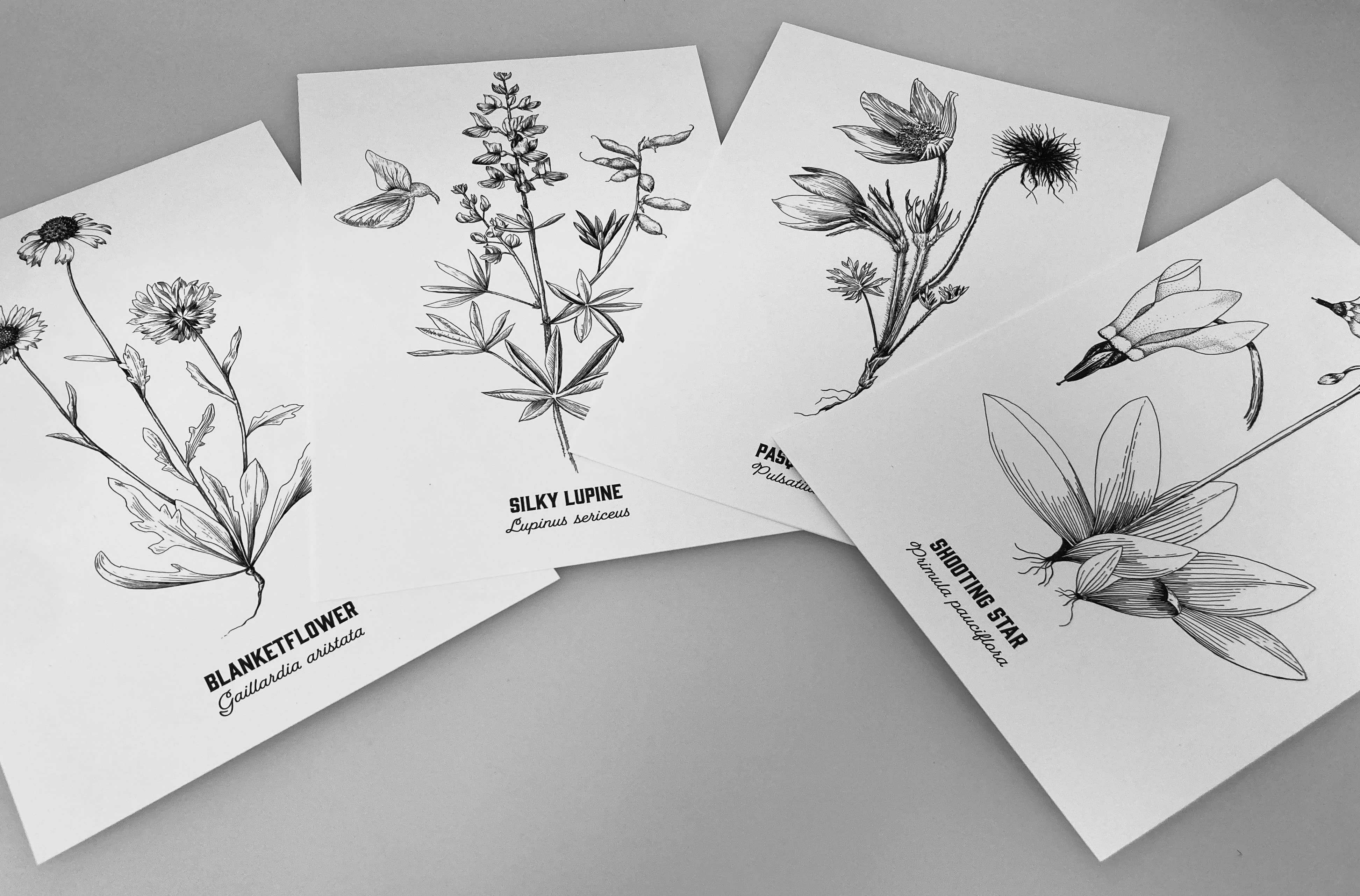 Madrona Press - Wholesale DIY Craft Kit - Watercolor Mini Print Kit - Wildflowers9