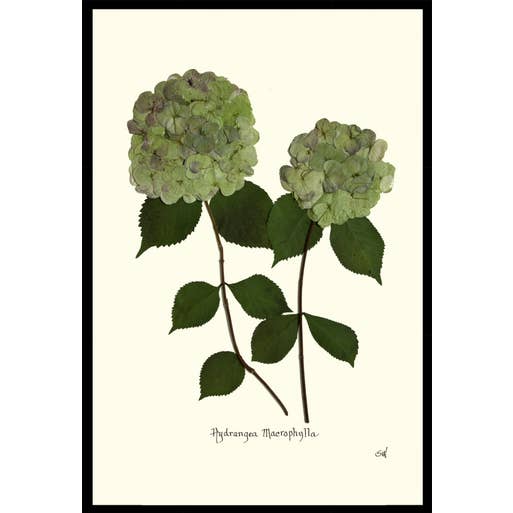 Homegrown Art Co - Wholesale Art Print - Patina Pressed Double Green Hydrangea - Framed Botanical Art Print2