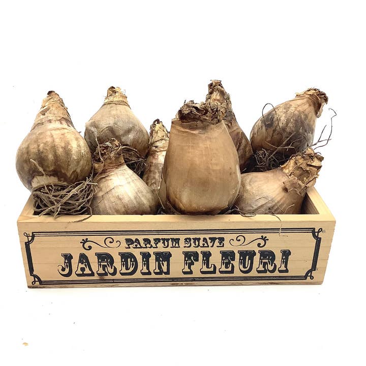 All Little Cute Things - Wholesale Plant Seeds - Dutch Daffodil Bulb for Planting, Tea Garden Party Favors