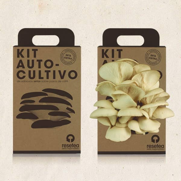 Resetea – wholesale DIY craft kit – Gourmet Mushroom Grow Kit 🍄1