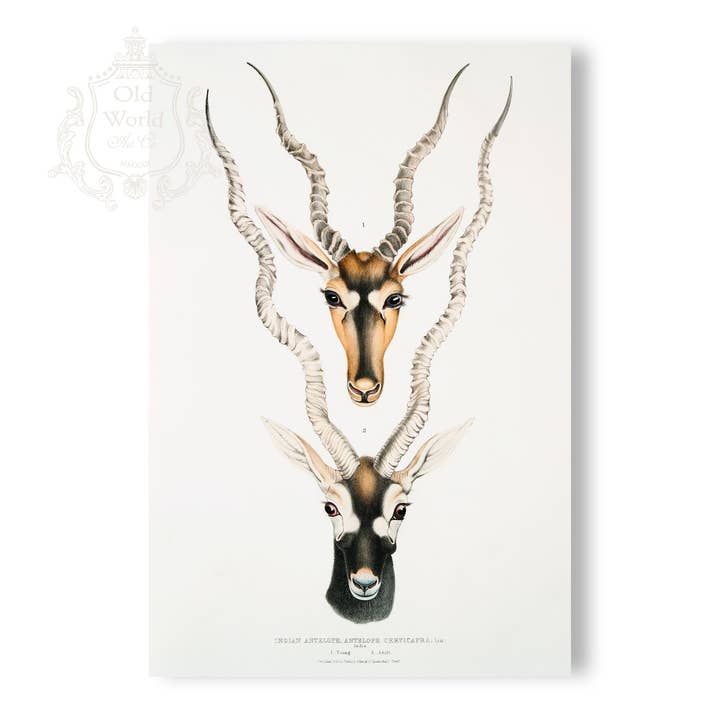 Indian Antelope Print for wholesale by Old World Art Co.