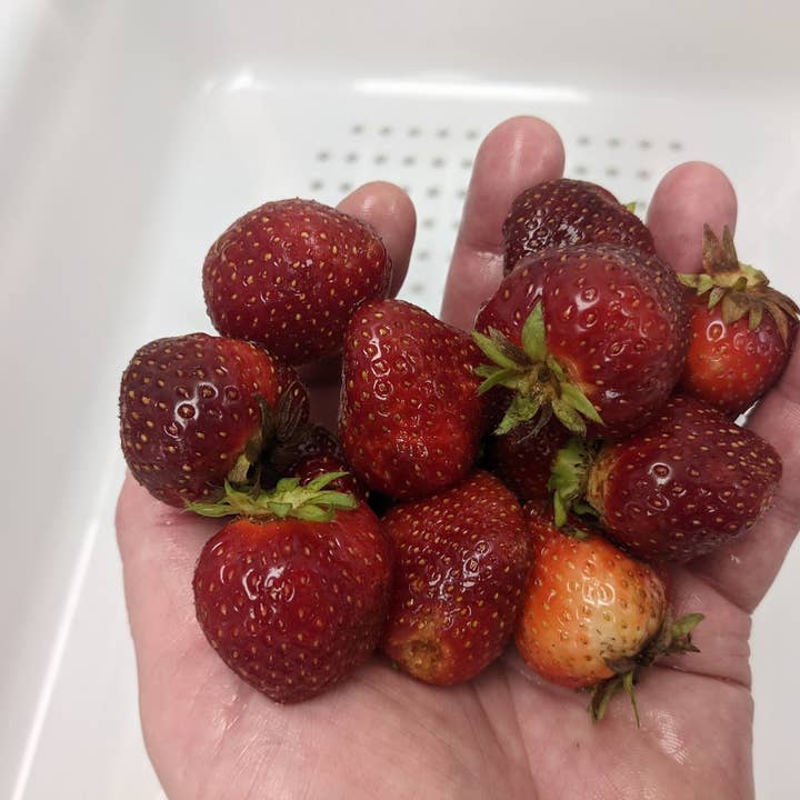 Wellness Croft - Wholesale Dried/Dehydrated Fruit - Northeast Sourced Strawberry Pouch4