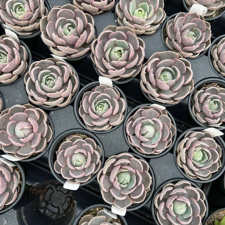 Dutch Touch Growers - Wholesale Succulent - 10 - Assorted Live 4" Rooted Succulents5