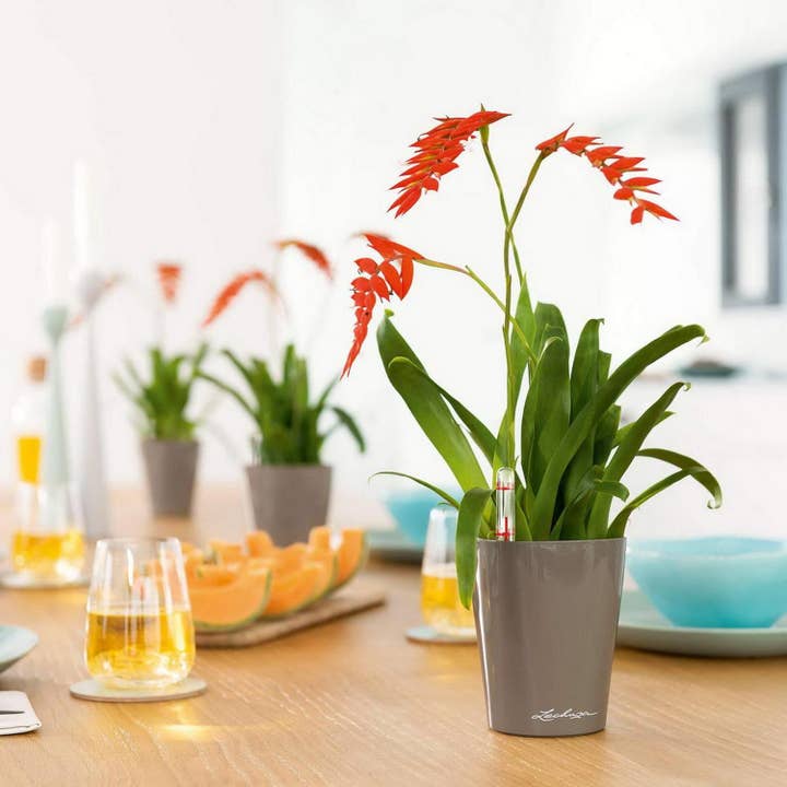 Lechuza Self Watering Planters – wholesale Plant pot – LECHUZA DELTINI & MINI-DELTINI Poly Resin Table Planter12