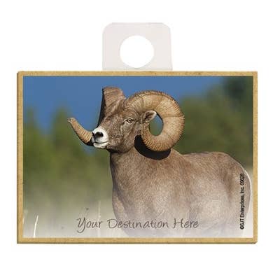 SJT Enterprises, Inc. - Wholesale Magnet - Big Horned Sheep (close-up) Walking Fridge Magnet