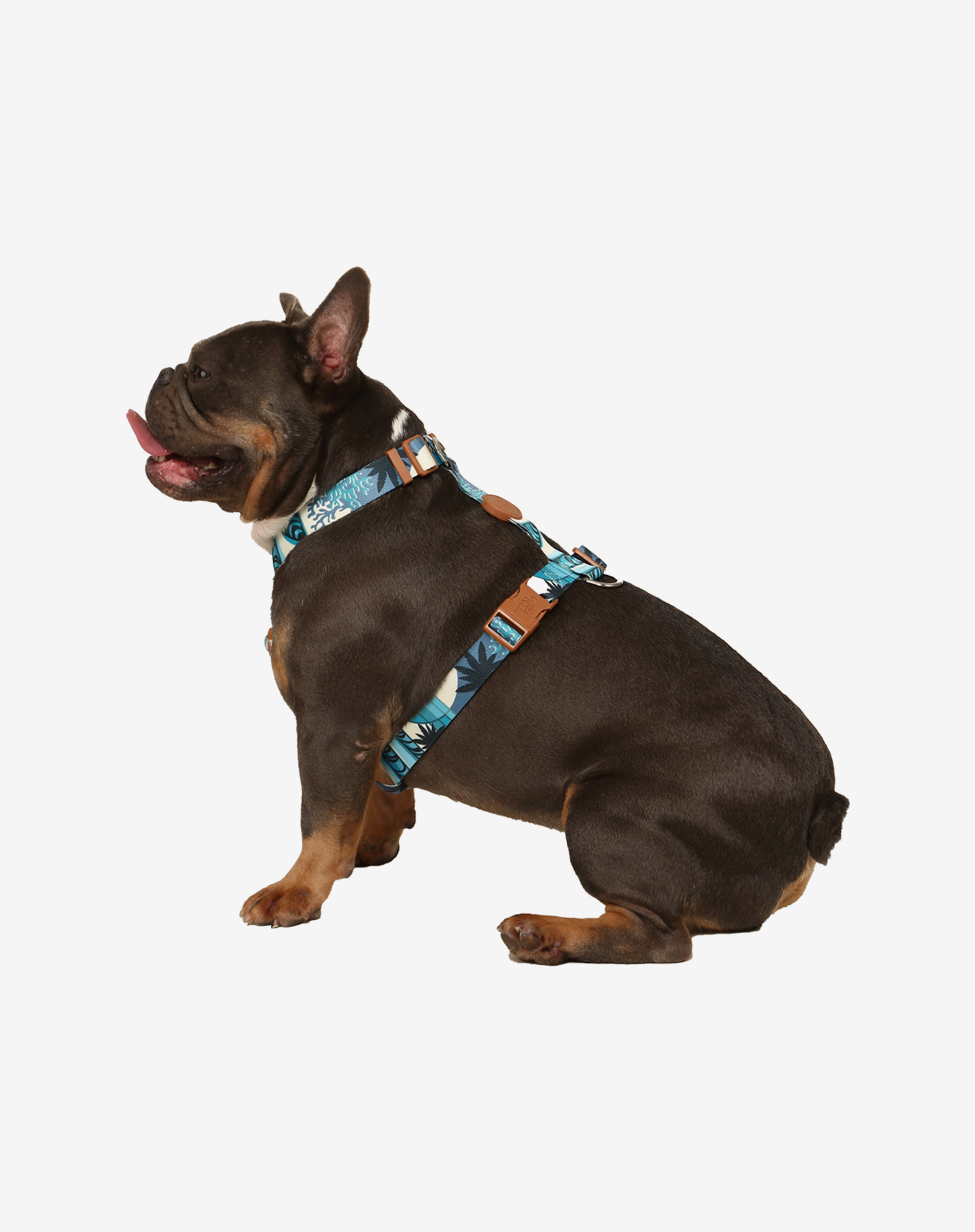 Toh – wholesale Hundkoppel - Hund – H-Harness + Koppelset Noronha2