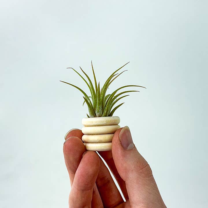 The Plant Supply - Wholesale Plant Pot - Air Plant Bubble Holder | Wooden Tiny Minimalist Pot