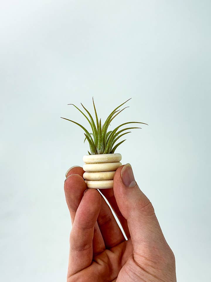 Air Plant Bubble Holder | Wooden Tiny Minimalist Pot for wholesale by The Plant Supply