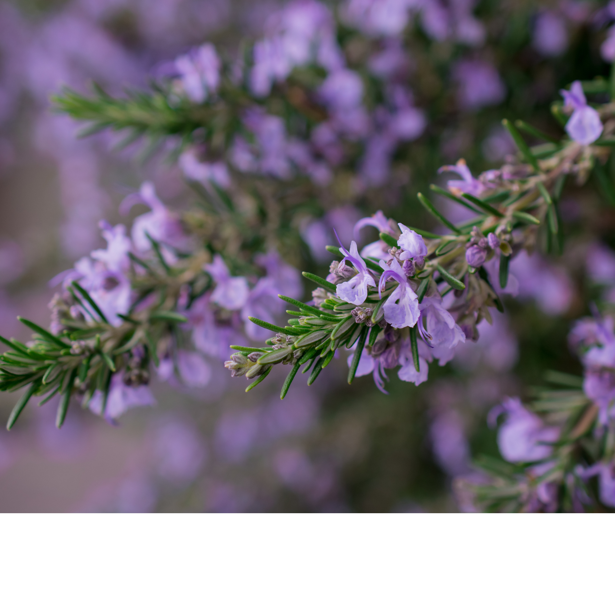 KORRES USA LTD - Wholesale Body Cream/Lotion - Pure Greek Olive Body Cream Rosemary Flower1