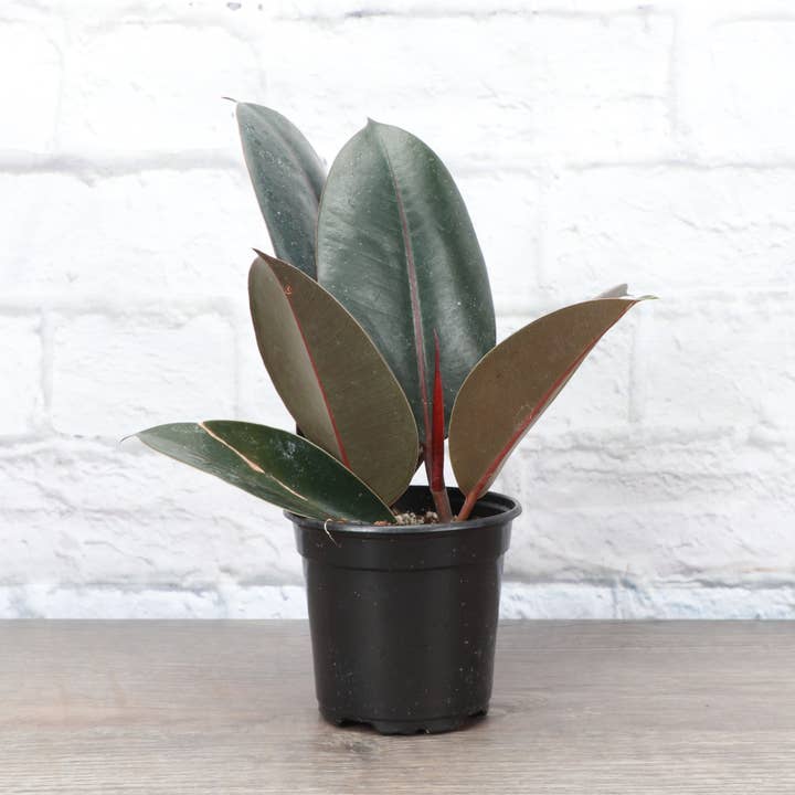Burgundy Rubber Plant - Live Plant for wholesale by Thorsen's Greenhouse