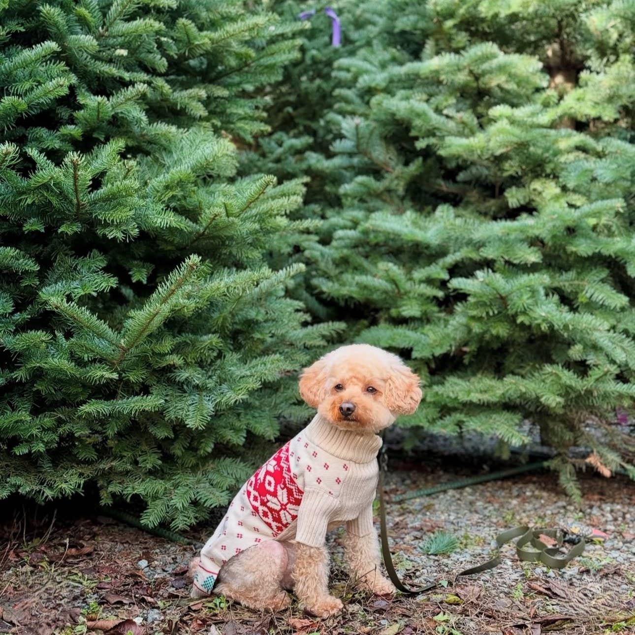 Blueberry Pet - Wholesale Pet Sweater - Dog - Custom-Knit & Dyed Christmas Snowflake Sweater - 6 Design 33