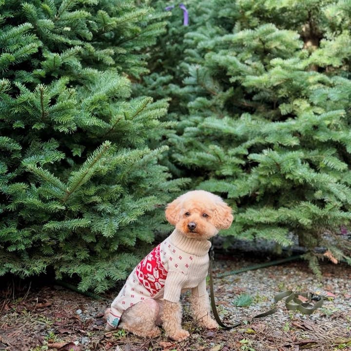 Blueberry Pet - Wholesale Pet Sweater - Dog - Custom-Knit & Dyed Christmas Snowflake Sweater - 6 Design 33