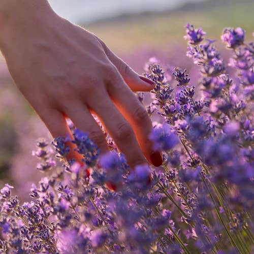 Lavender Linen Spray Base - 396 lbs for wholesale by Sparoom