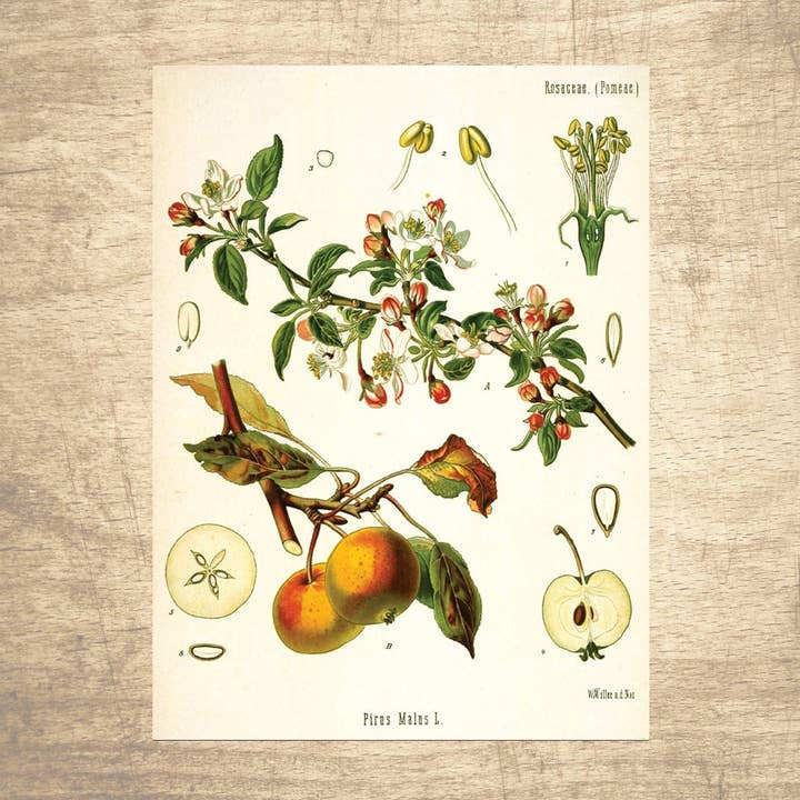 Apples botaniska illustration för wholesale av Lettered & Lined