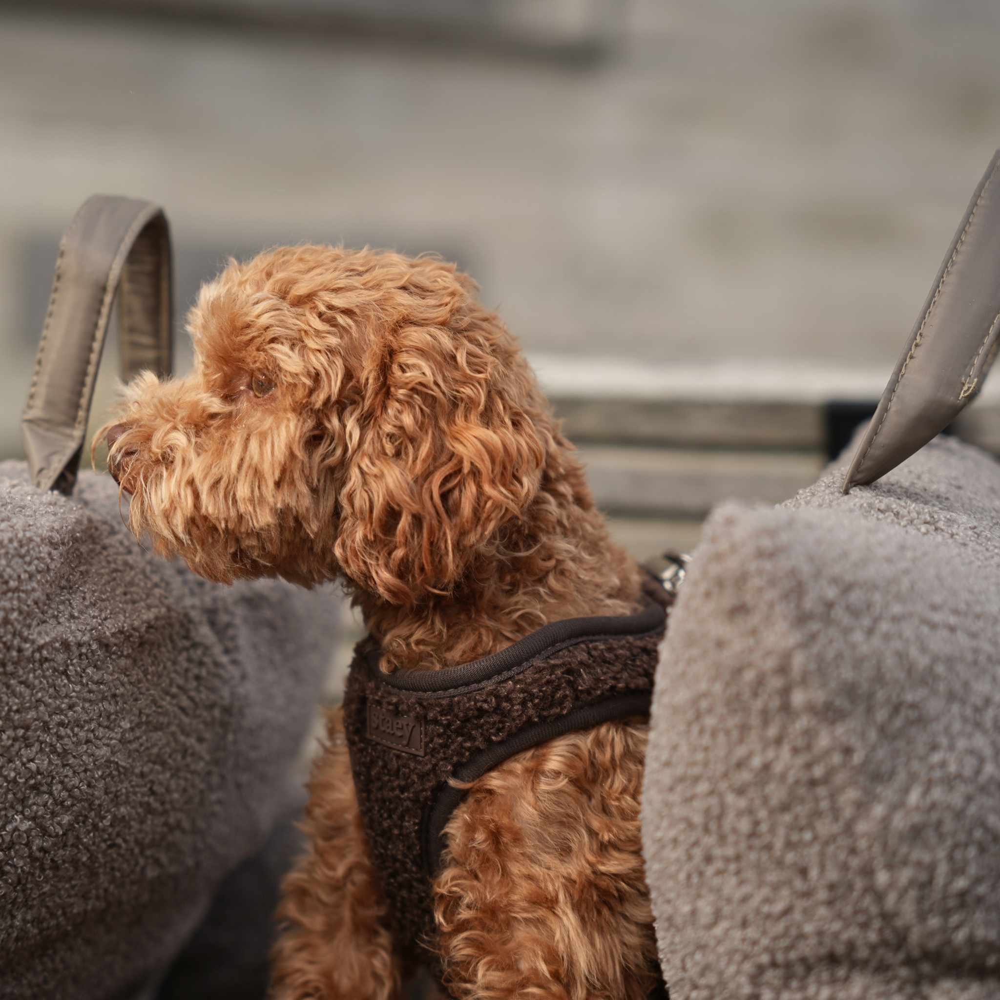 Staey - Wholesale Pet Harness - Dog - Step-In Dog Harness Teddy | Espresso9