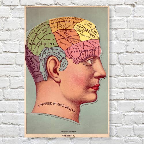 Barbara Decor - Wholesale Poster - 16x24" Poster, Vintage Phrenology Poster Print, Brain Art