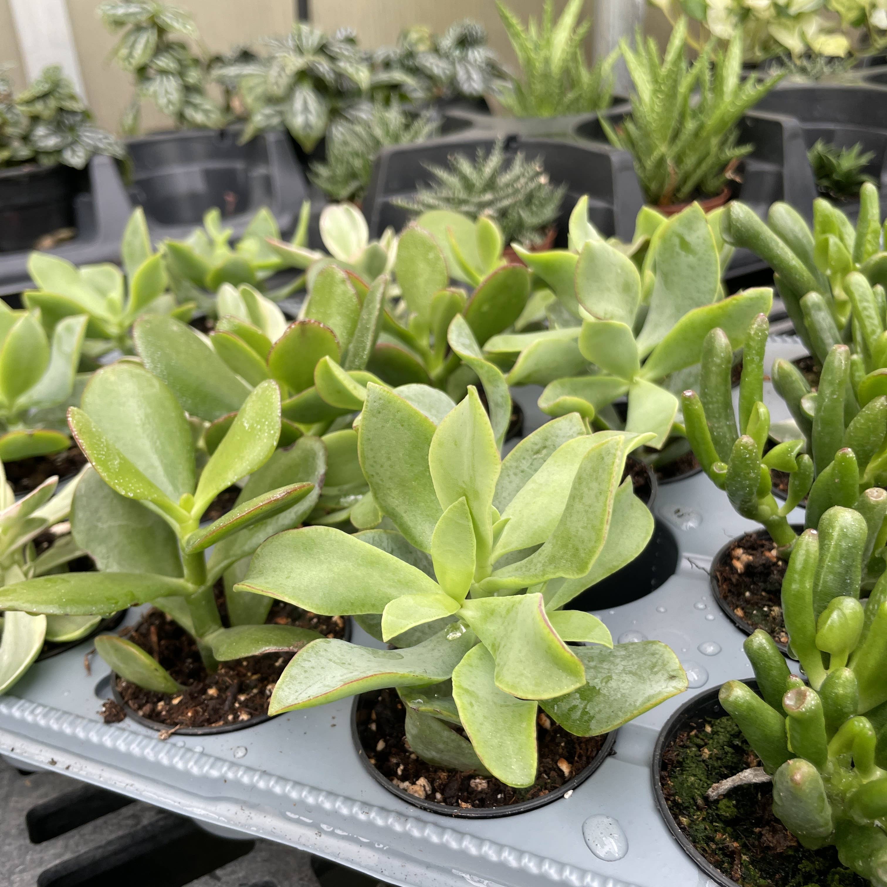Thorsen's Greenhouse - Wholesale Succulent - Crassula Jade Plant - Assorted -  2" Live Plant2