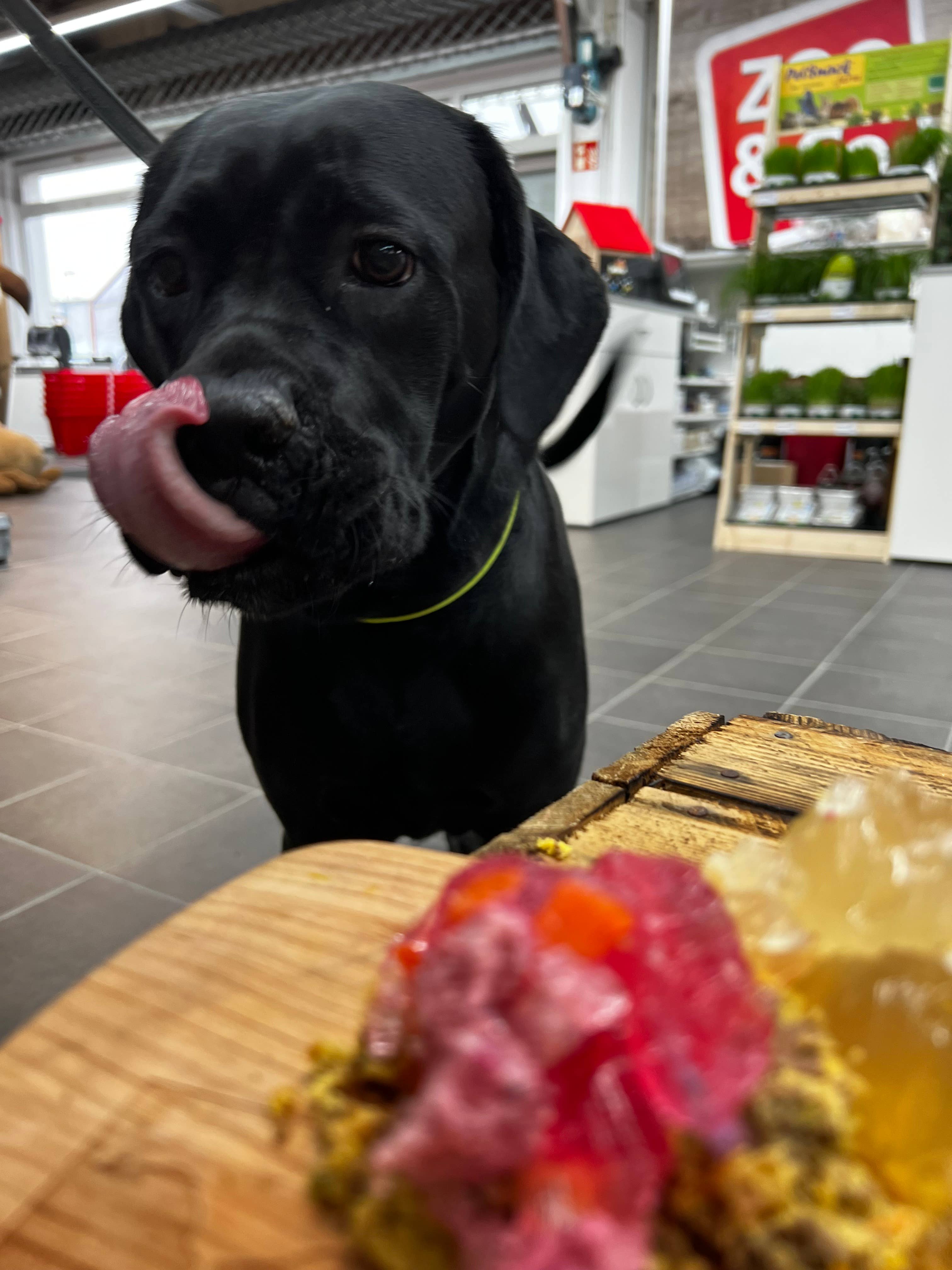 Meister Handelsmarken GmbH - Vendita all'ingrosso Snack - Cani - UNICORN DOG JAM - Paté per Cani con Pollo, Verdure e Barbabietola11