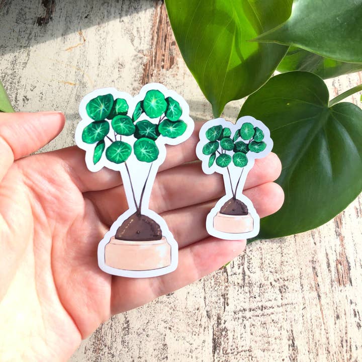 plantyintroverts - Wholesale Magnet - Magnet - Stephania Erecta, Plantlover, houseplant6