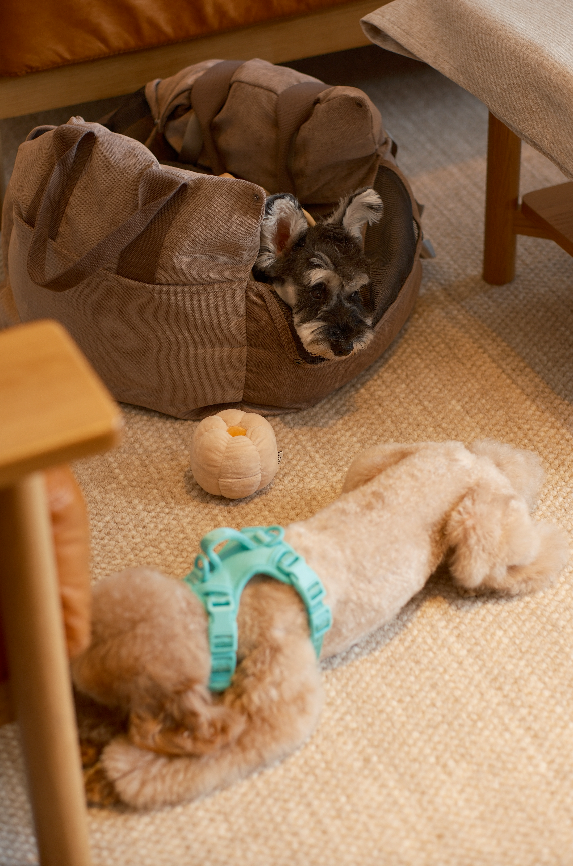 PEHOM - Wholesale Pet Carrier - Dog - Puff Guard Dog Car Seat - Camel10