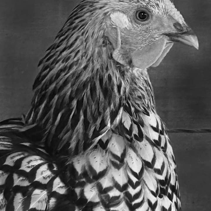 z Grußkarte- Fotografie- Huhn 04 sw.jpg für den Großhandel von PhotoWord Art
