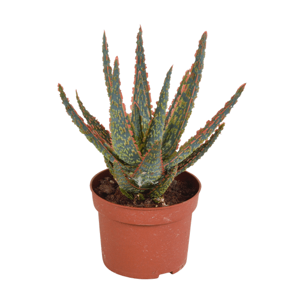 Oasis of Life – wholesale Succulent – Succulent Aloe Zebrina Dannyz – Houseplant Ø10.5cm – Star-shaped leaves with orange accents – Easy care & decorative – Direct from the grower0