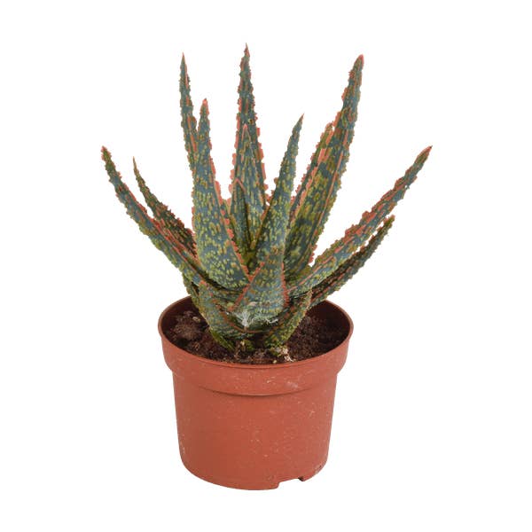 Oasis of Life – wholesale Succulent – Succulent Aloe Zebrina Dannyz – Houseplant Ø10.5cm – Star-shaped leaves with orange accents – Easy care & decorative – Direct from the grower