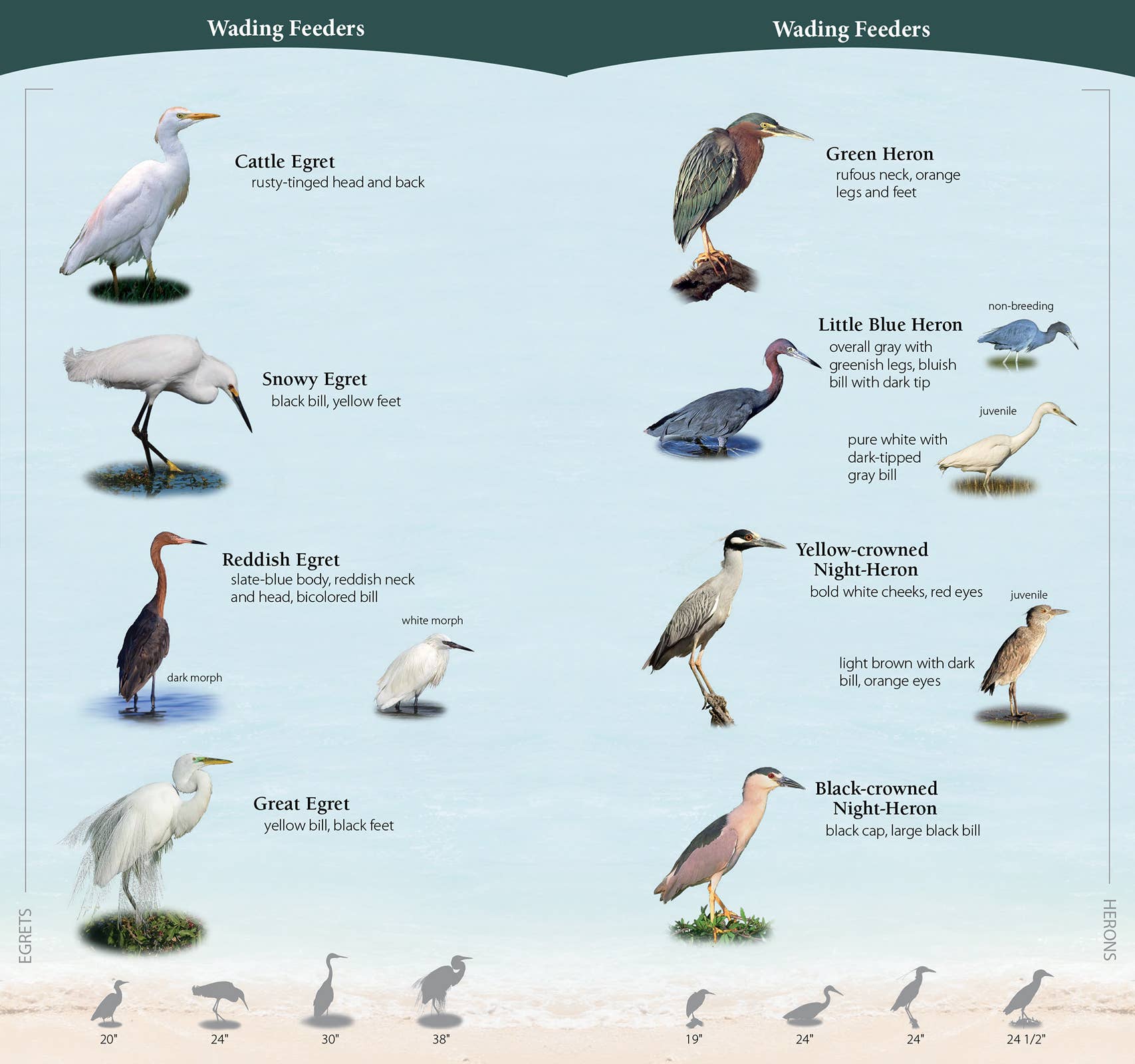 AdventureKEEN - Wholesale Nature & Outdoors - Shorebirds of Southeast & Gulf Quick Guide2