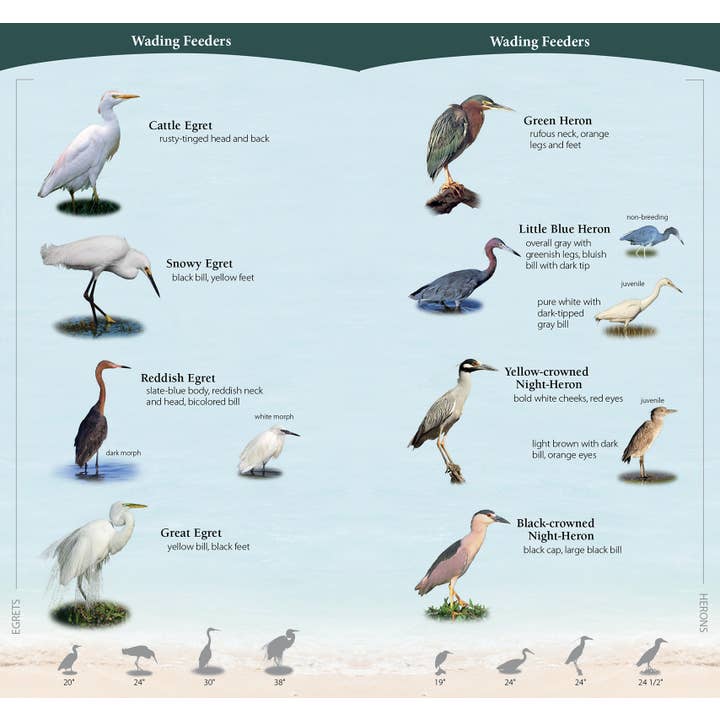 AdventureKEEN - Wholesale Nature & Outdoors - Shorebirds of Southeast & Gulf Quick Guide2
