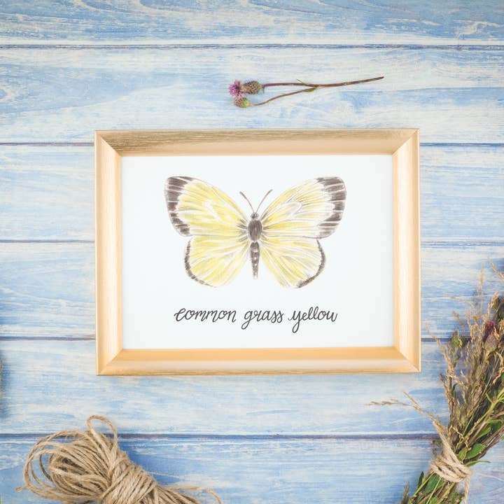 Common Grass Yellow Butterfly Print for wholesale by Erica Catherine Illustration