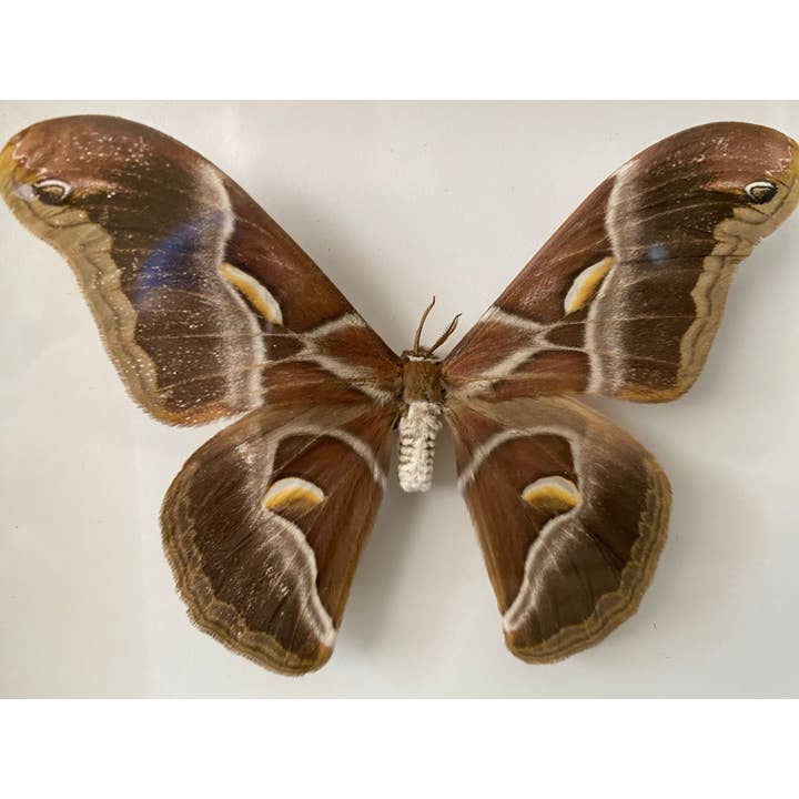 Newman Art Designs - Wholesale Wall Accent - Samia insularis in a Black Frame2