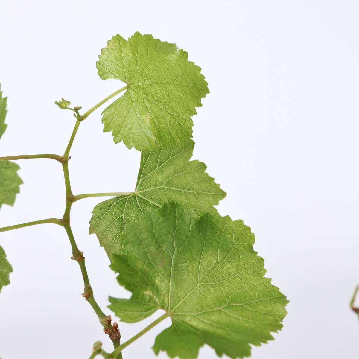 Oasis of Life - Wholesale Live Plant - Grape Vine – Vitis Vinifera 'Himrod' – Height 60–75cm – Ø21cm – White table grape with sweet, golden-yellow fruits – Robust, self-pollinating grape vine – Hardy fruit plant for garden & terrace9