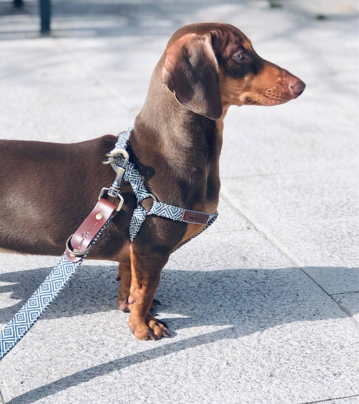 Ladran Gaucho - Vente Harnais – chien - Harnais Dalton0