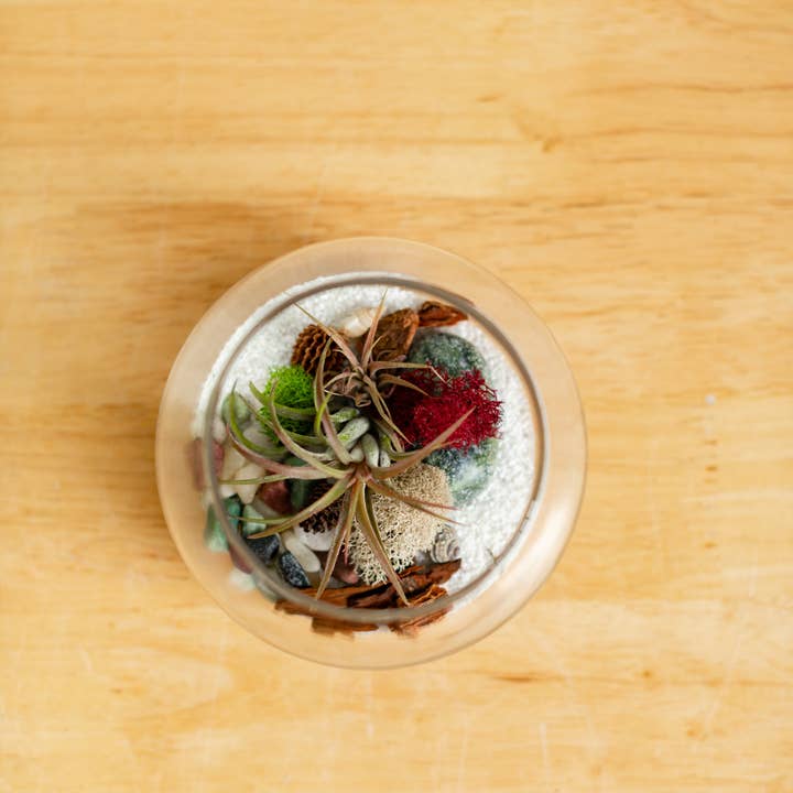 Plant Shop - Wholesale Terrarium - New* Airplant Terrarium Kit : Globe4