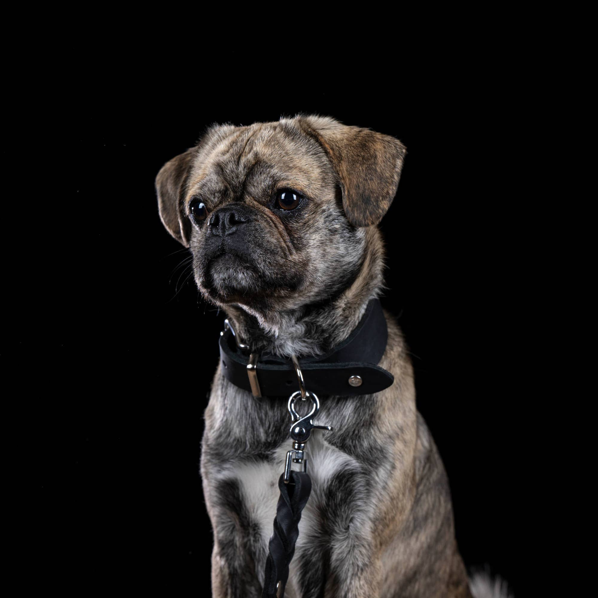 LABONI - Volentis GmbH - Vente Collier – chien - Collier pour chien GIRO en cuir souple à prise ferme34