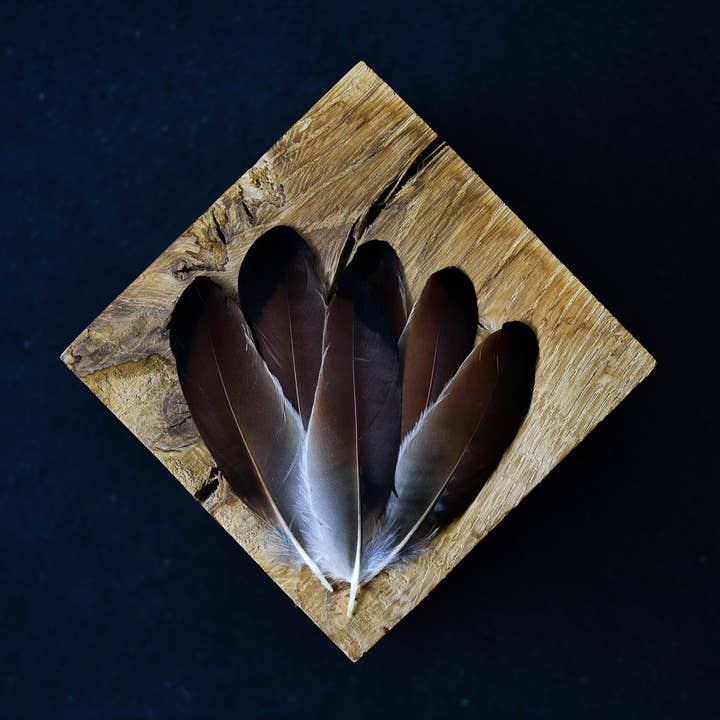 Naturlige skovskadefjer for engroshandel hos Plumes Naturelles