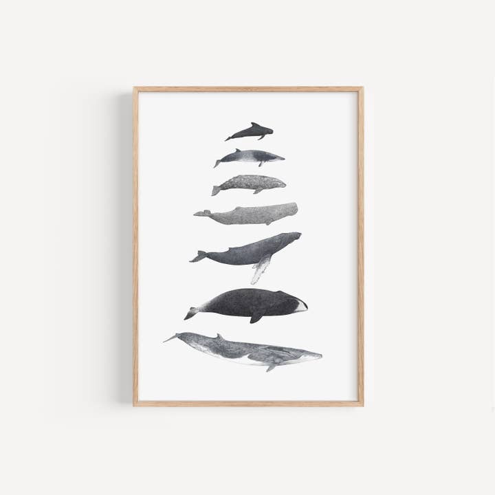 Whale Species Print for wholesale by Lauren Fitton Illustration