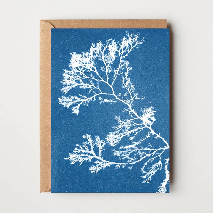 Coastal Art Blank Greeting Card - Seaweed - Berry Wart Cress for wholesale by Paper Birch