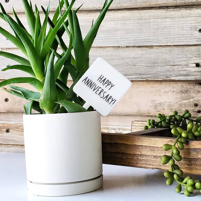 Snarky Plant Marker Stake - Buon Anniversario per la vendita all'ingrosso da parte di Mad River