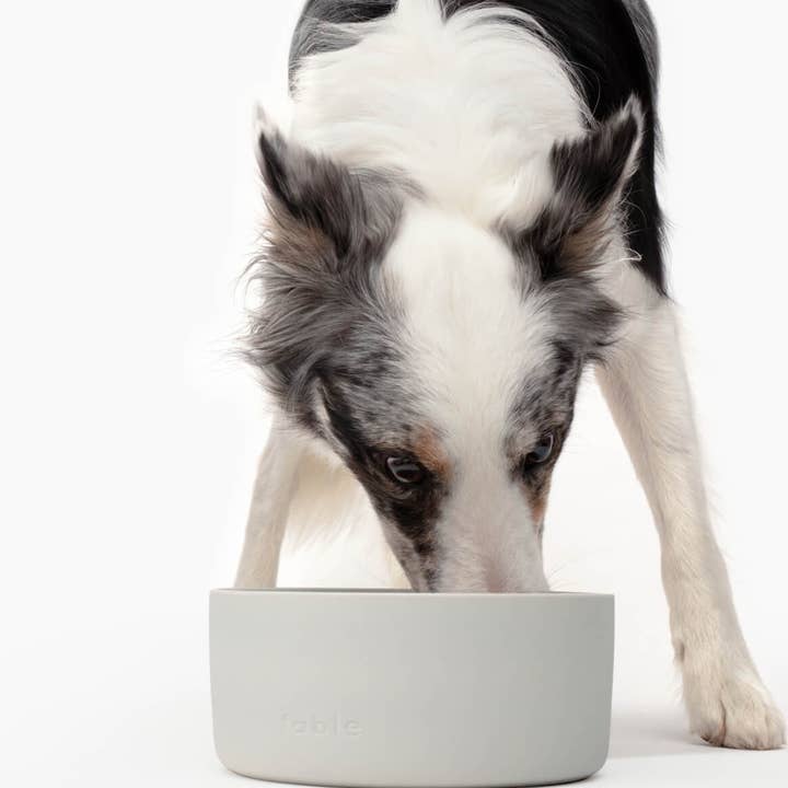 Fable Pets - Wholesale Pet Bowl - Cat/Dog - Ceramic Dog Bowl6