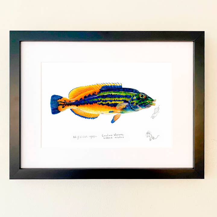 Mandlig Cuckoo Wrasse Print for engroshandel hos Wildlife By Mouse
