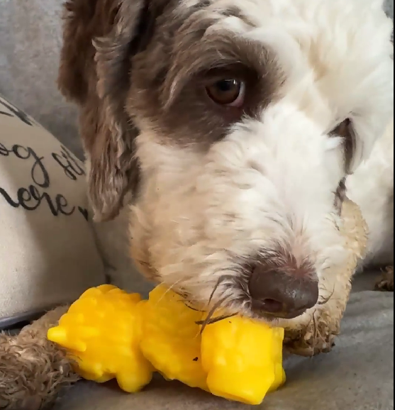 Yeti Dog Chew - Wholesale Pet Chew Toy - Dog - Puff & Play Starter Kit Mixed8